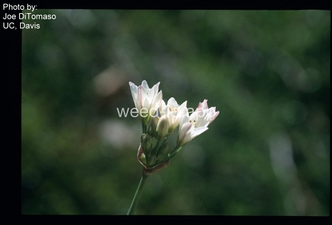 false-garlic